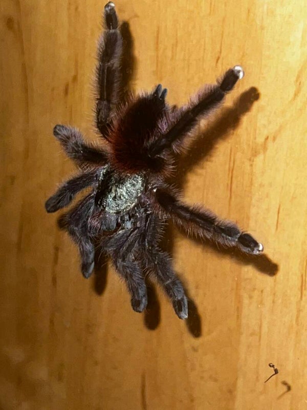 Caribena versicolor