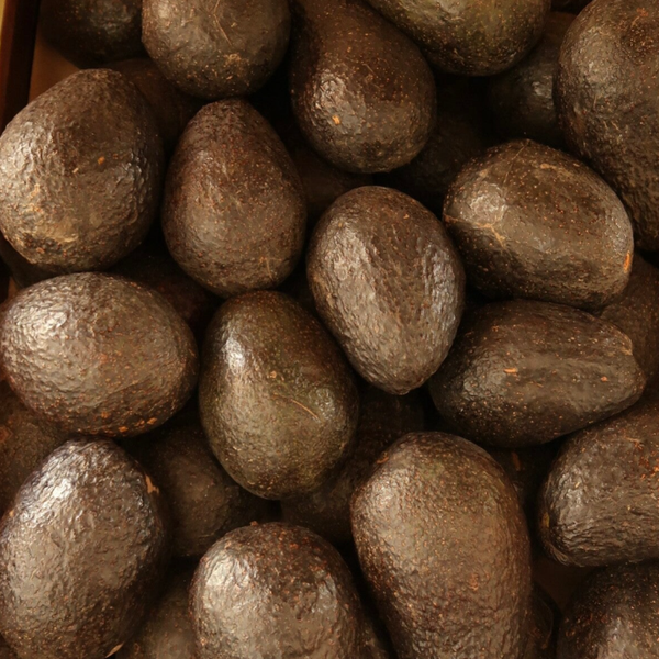AGUACATE HASS