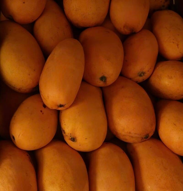 MANGO ATAULFO