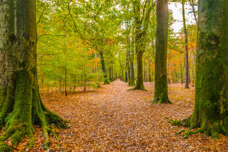 Herfst in natuurgebied visdonk bij Roosendaal