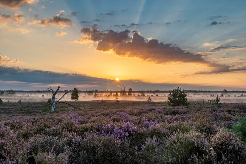 ZonsopkomstKalmthoutse heide
