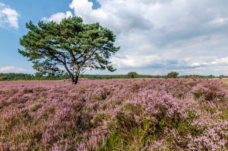 Kalmthoutse heide met een boom