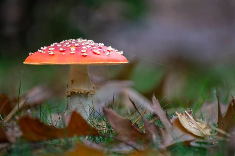 Een mooie paddestoel de Vliegenzwam