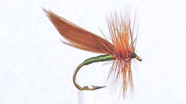 Cinnamon Sedge #16