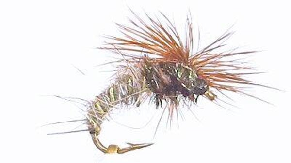 Klinkhamer Haresear #16