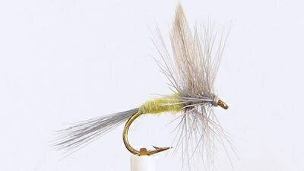 Sulphur Dun #18