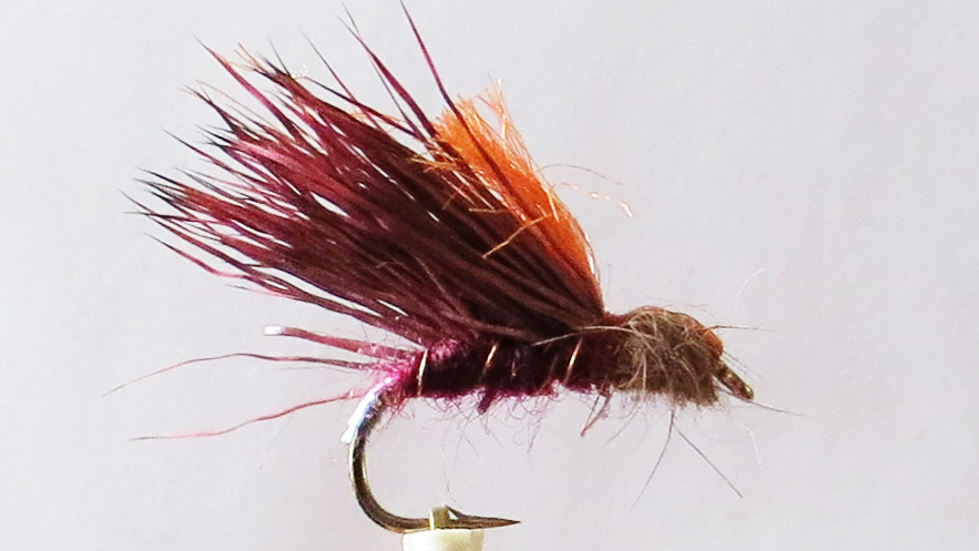 claret Sedgehog #14
