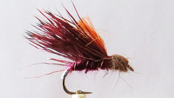 claret Sedgehog #10