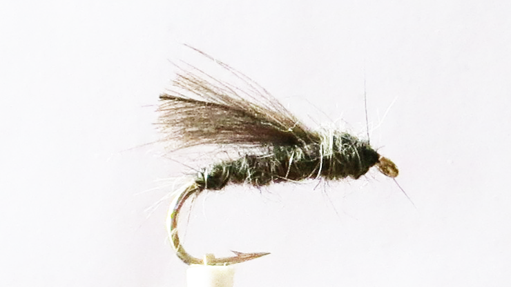 CDC Sooty Olive Sedge #10