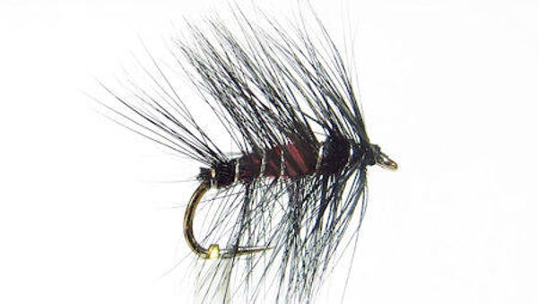 Bumble Bibio #14