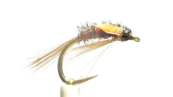 Diawl Bach Yellow Cheeks 12