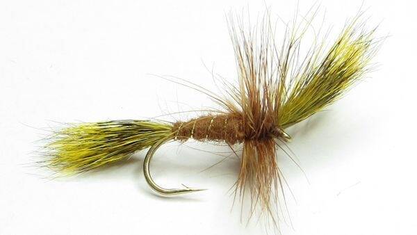 Ginger Wulff #10
