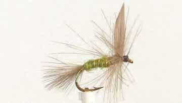 CDC Rough Olive #12