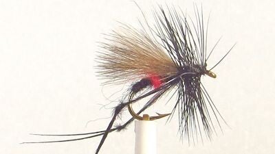 CDC hopper Bibio #16