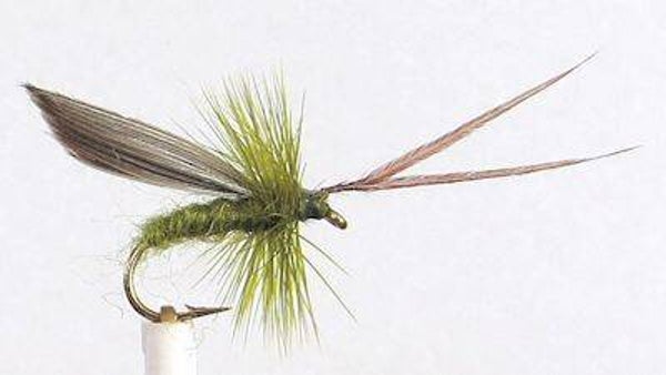 Horned Sedge Olive #14