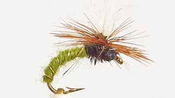 Klinkhamer Olive #12