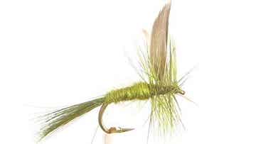 Olive Dun #12