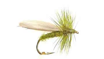 Olive Sedge #12