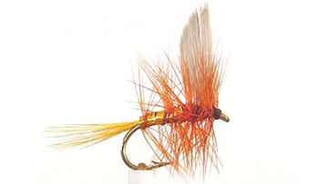 Wickhams Fancy #12