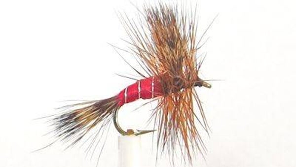 Wulff Red #12