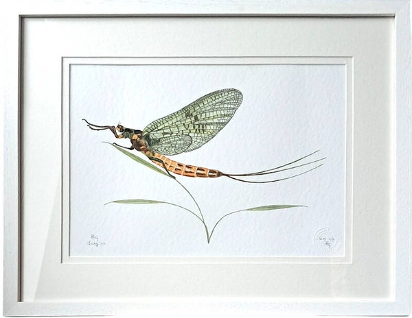 Mayfly Giclee Print Framed 20" x 16"