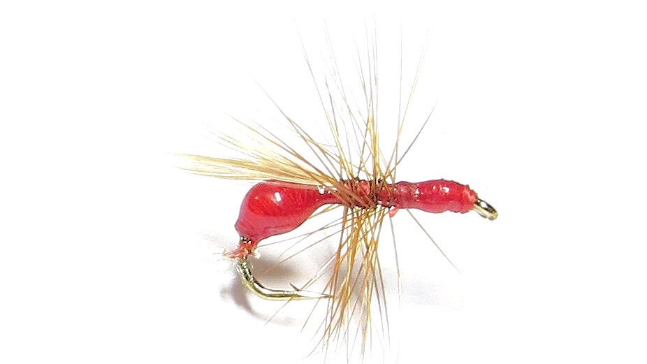 Red Ant Winged #16