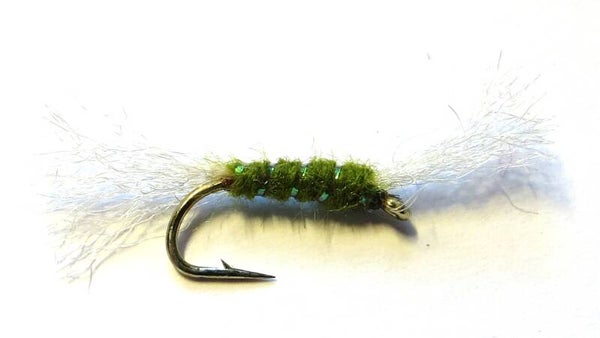 Shipmans Olive 12