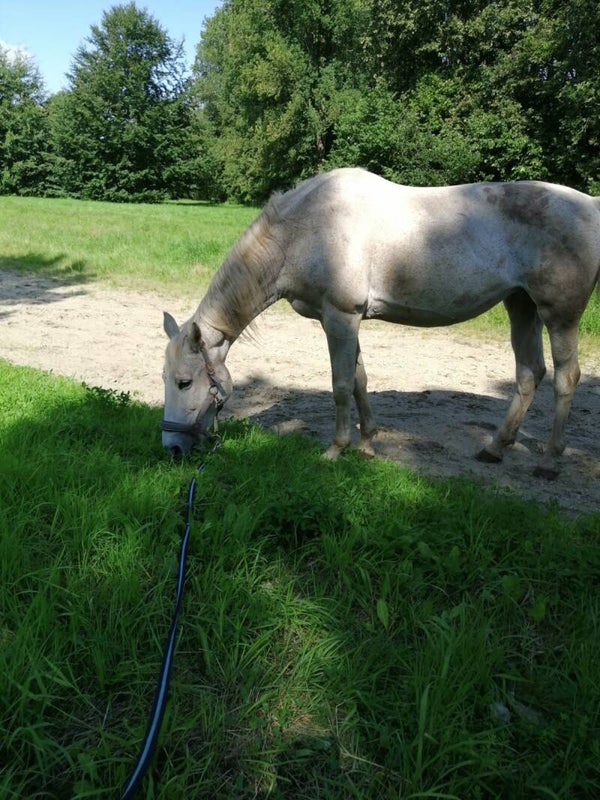 Therapeutisch wandelen met paard