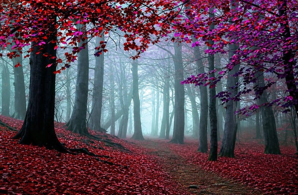 Crimson Landscape 2027
