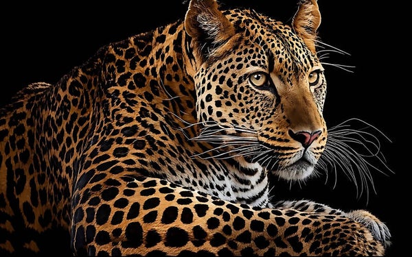 Resting Leopard 3029