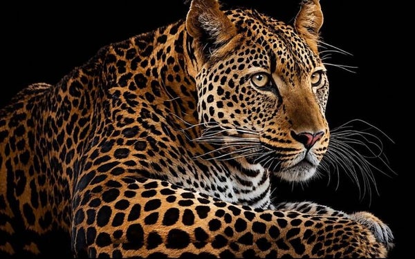 Animals 3029