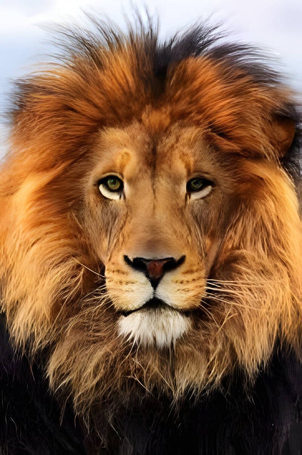Wild Lion 3069