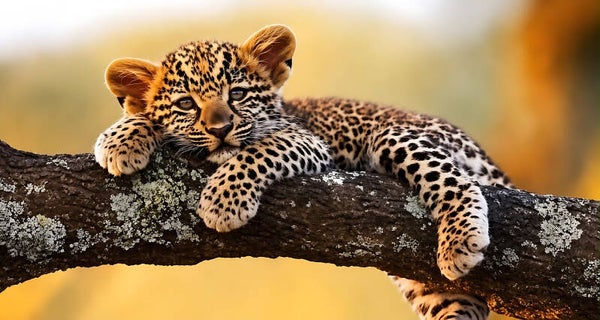 Leopard Cub 3046