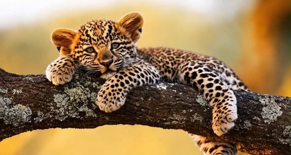 Animals 3046