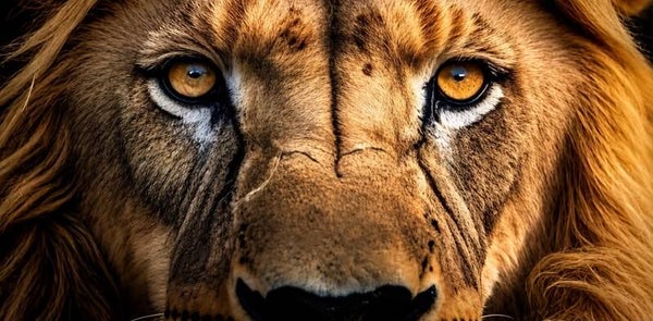 Animals 3042