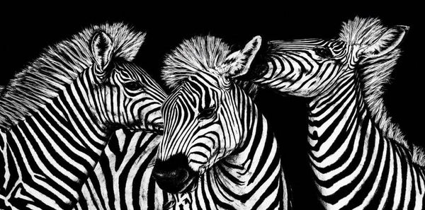 Animals 3038