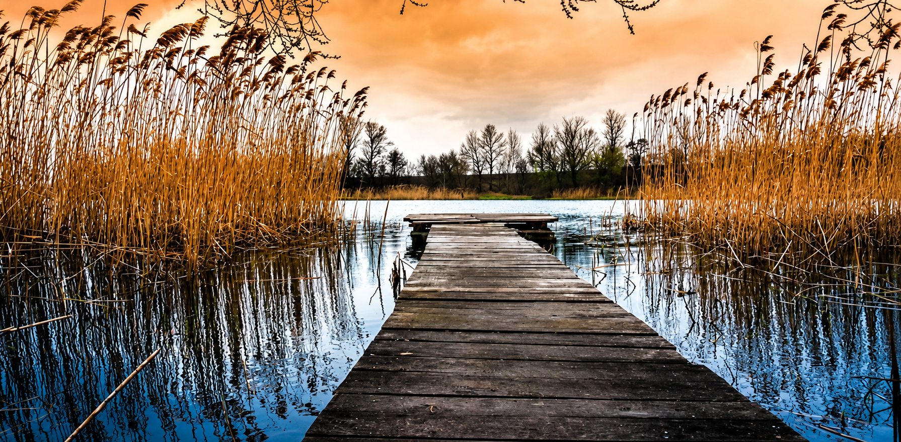 Landscape 2010