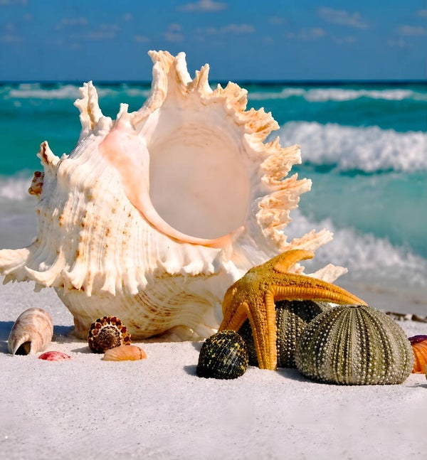 Seashell Beach 5007