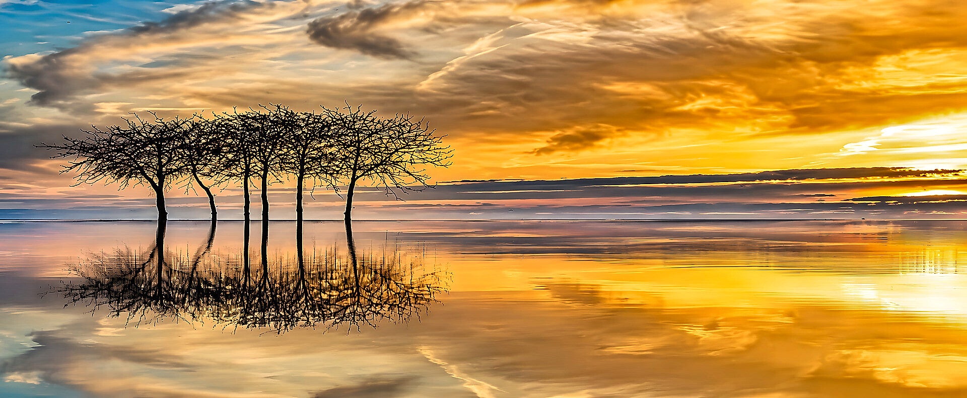 Yellow Landscape 2009