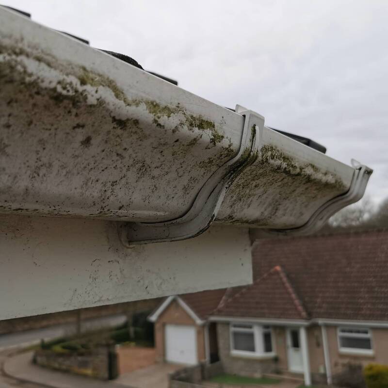 Moss covered roof gutter