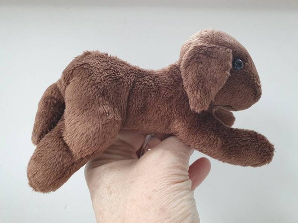 Mini Bruine Labrador - Mini Chocolate Labrador