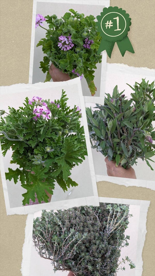 aromatiques en bouquet