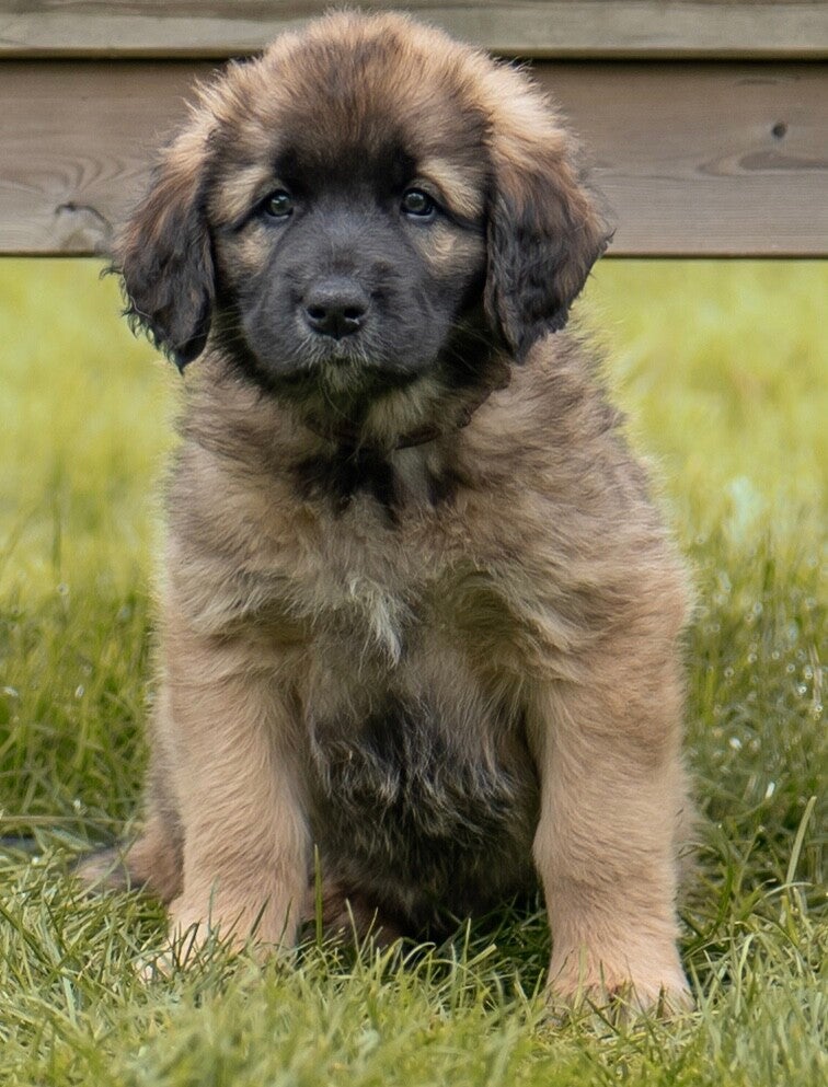Leonberger pup Mocca From Livindon Ennovy 