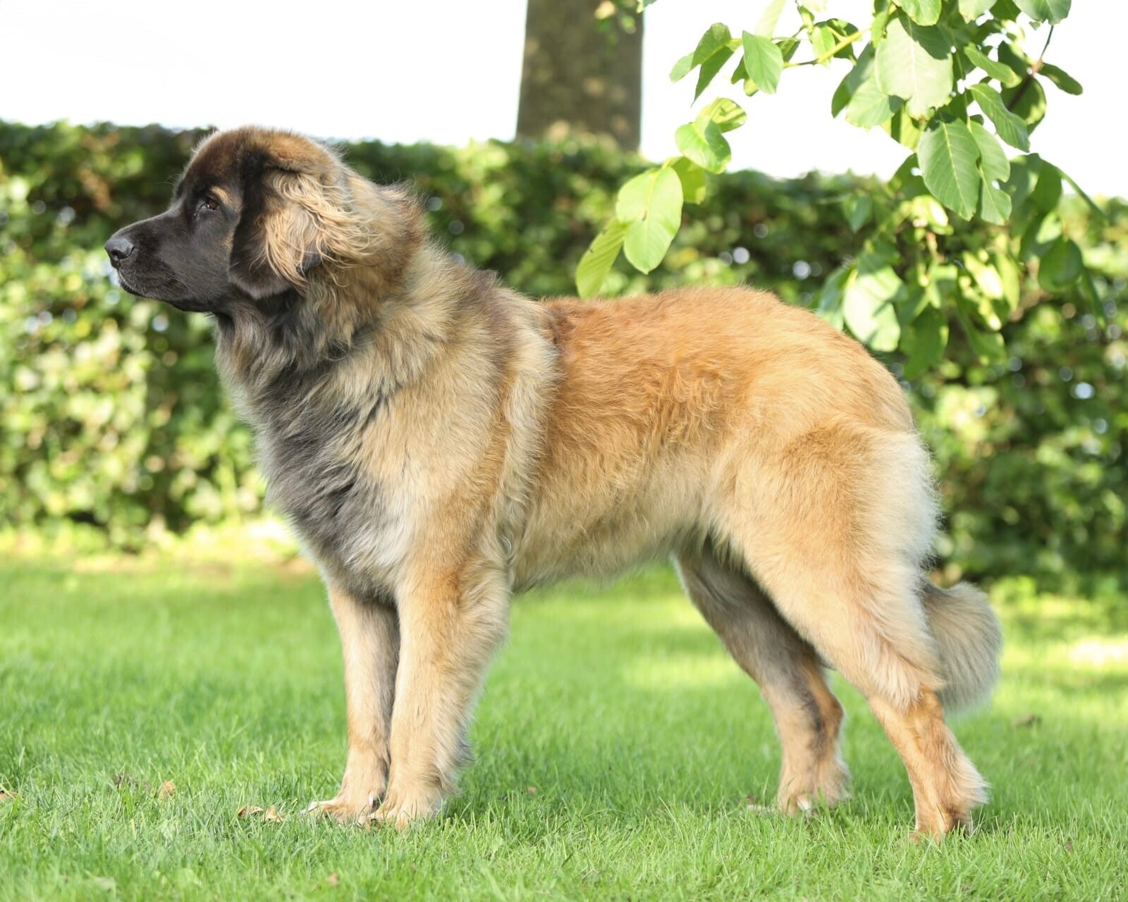 Standfoto Leonberger teef Ennovy