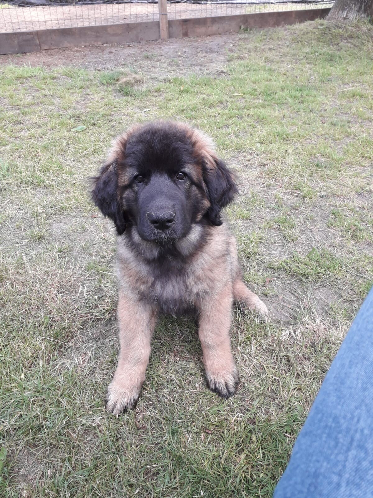 Leonberger pup Donna van 13 weken