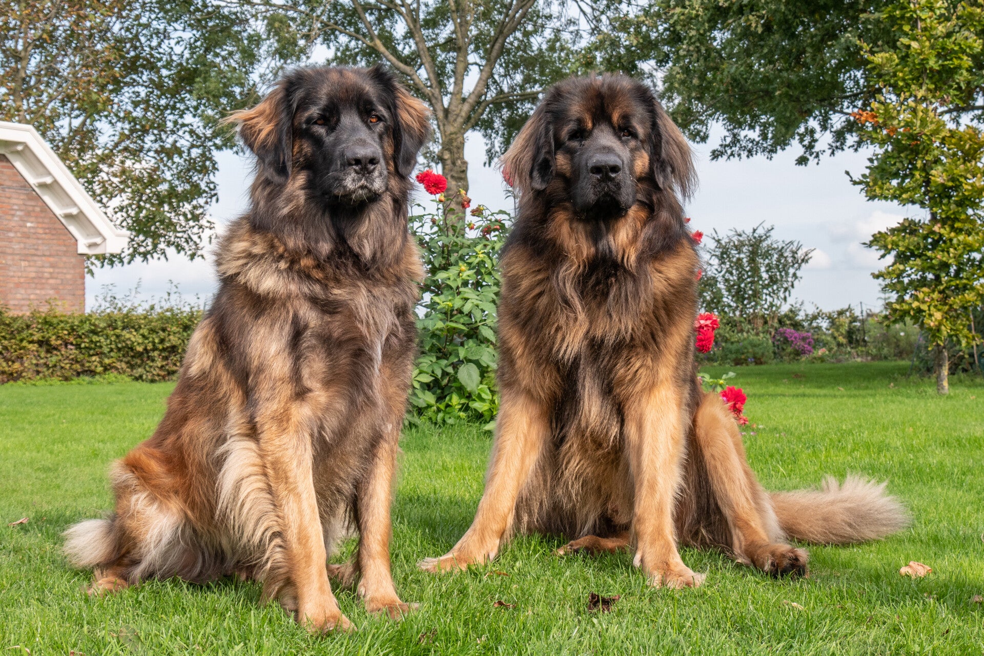 Portretfoto Leonberger reu en teef, bij huize Livindon Ennovy 
