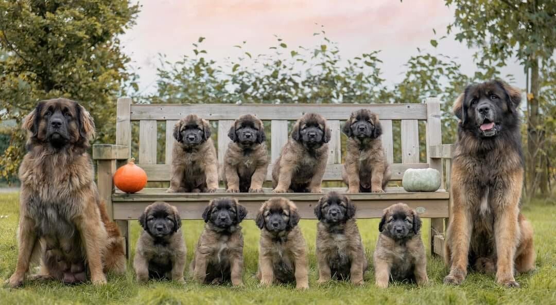 Leonberger fokker; Amazing From Livindon Ennovy;  9 pups van Liv en Eros