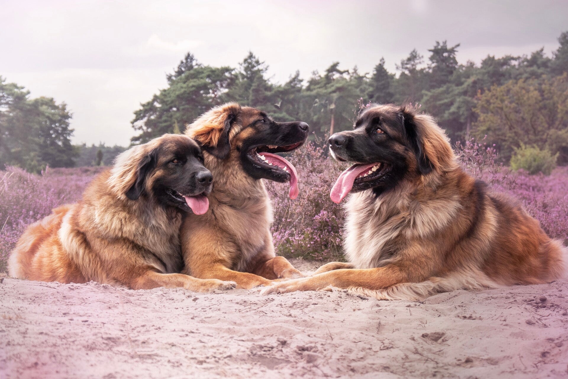 Portretfoto Leonbergers op de heide, Donna met haar moeder en zusje