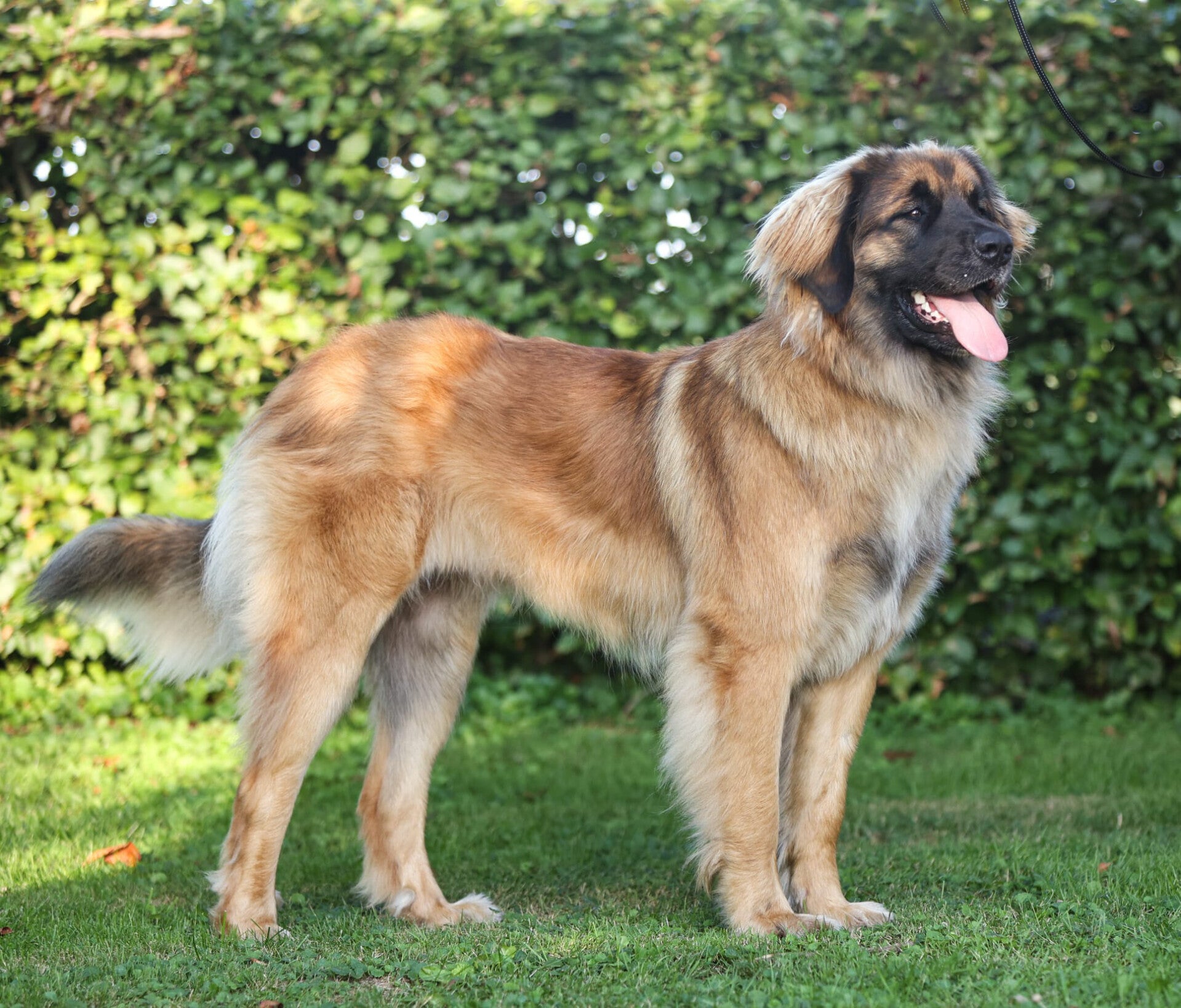 Leonberger teef Mocca 