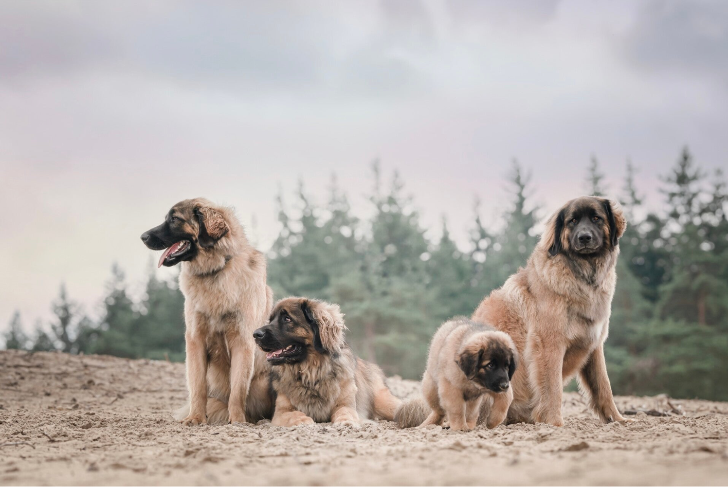 Portretfoto Leonberger Donna met zussen en pup Liv